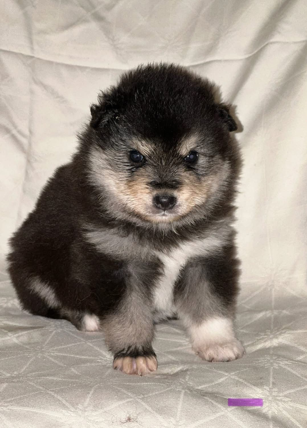 Finsk lapphund