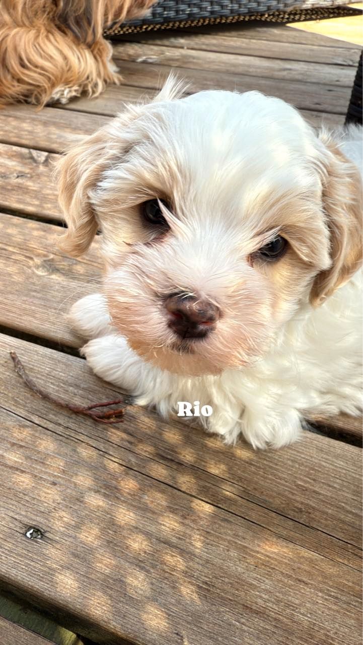 Bichon havanais