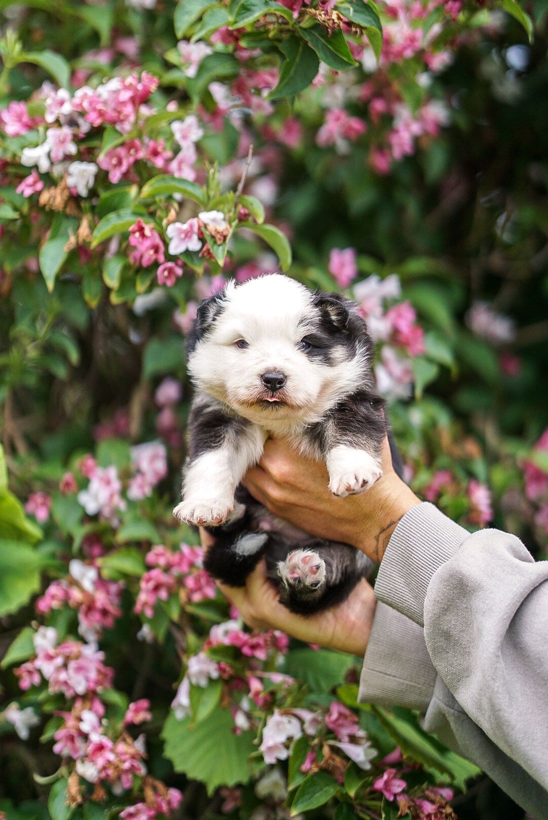 Finsk lapphund