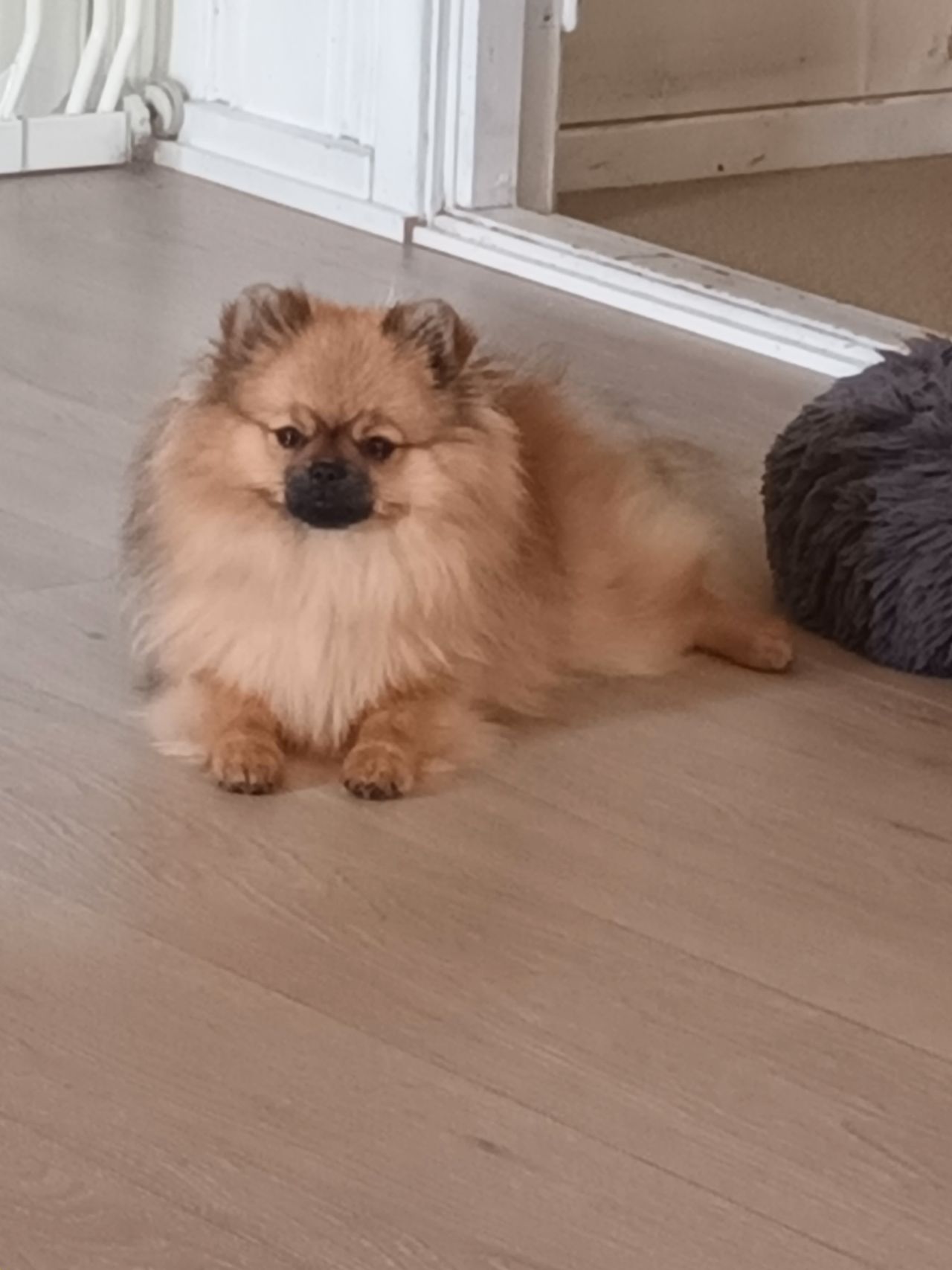 Pomeranian