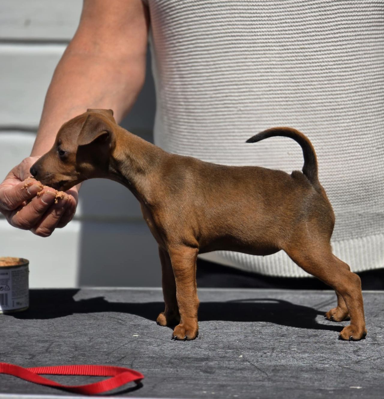 Dvergpinscher