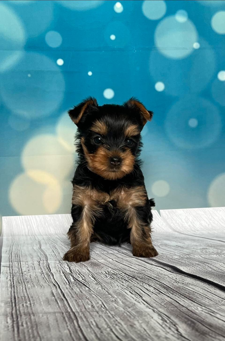 Yorkshire terrier