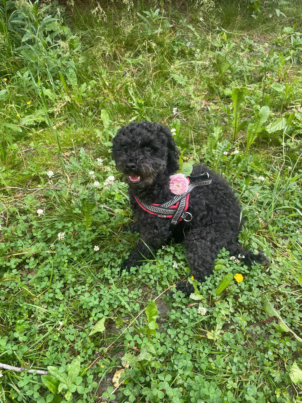 Toy puddel