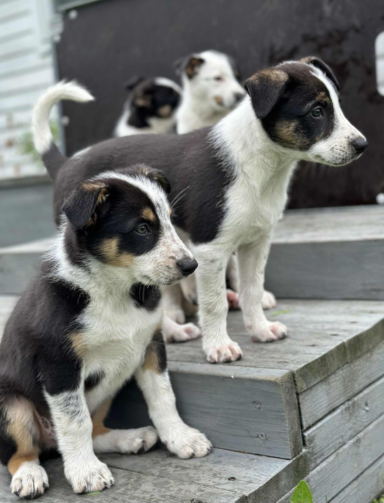 Border collie