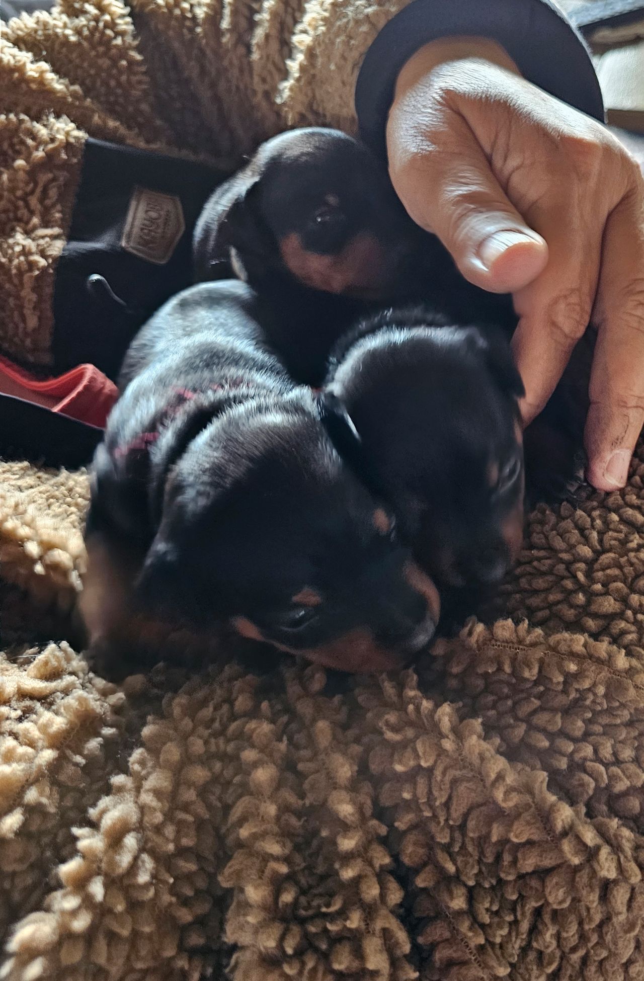 Dvergpinscher