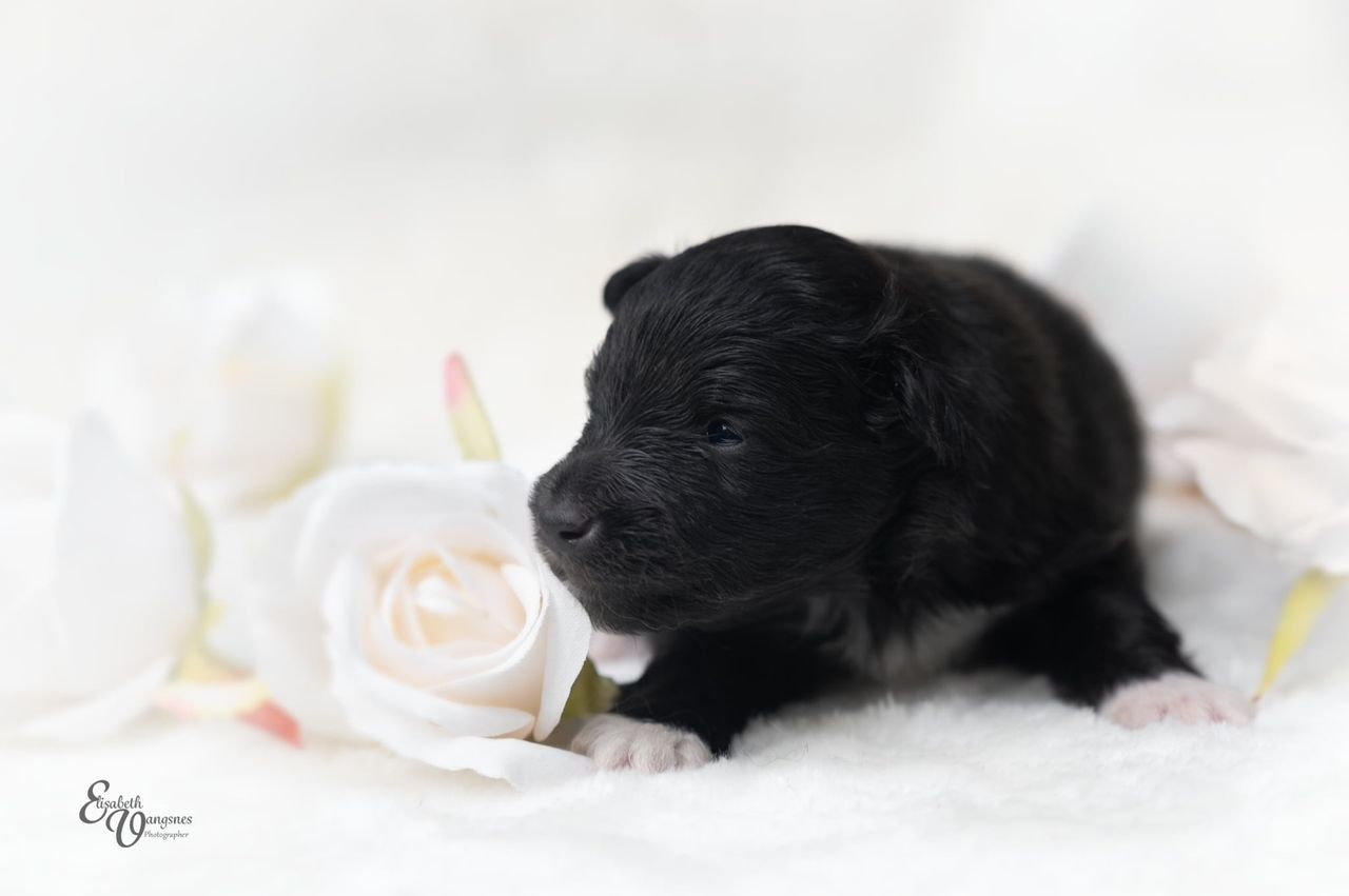 Shetland sheepdog