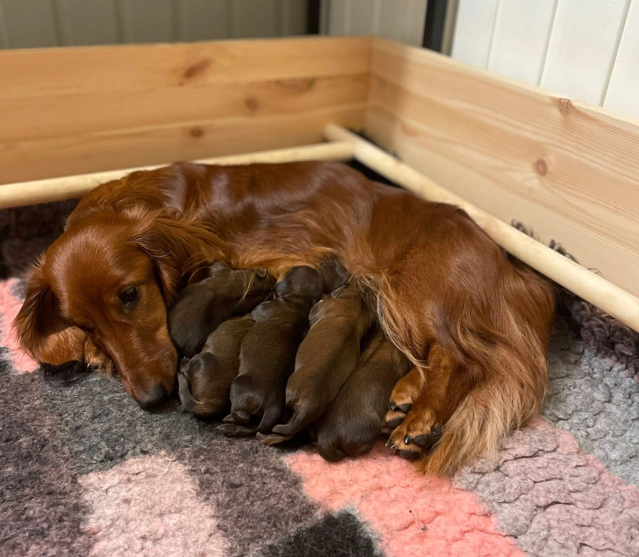 Dachshund langhåret