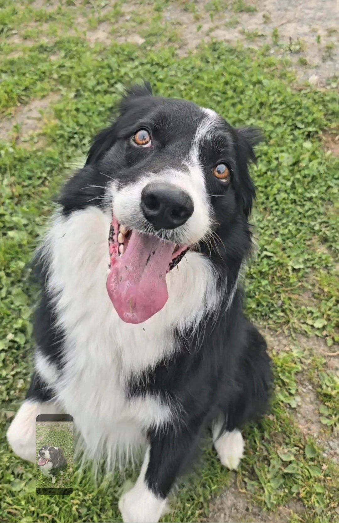 Border collie