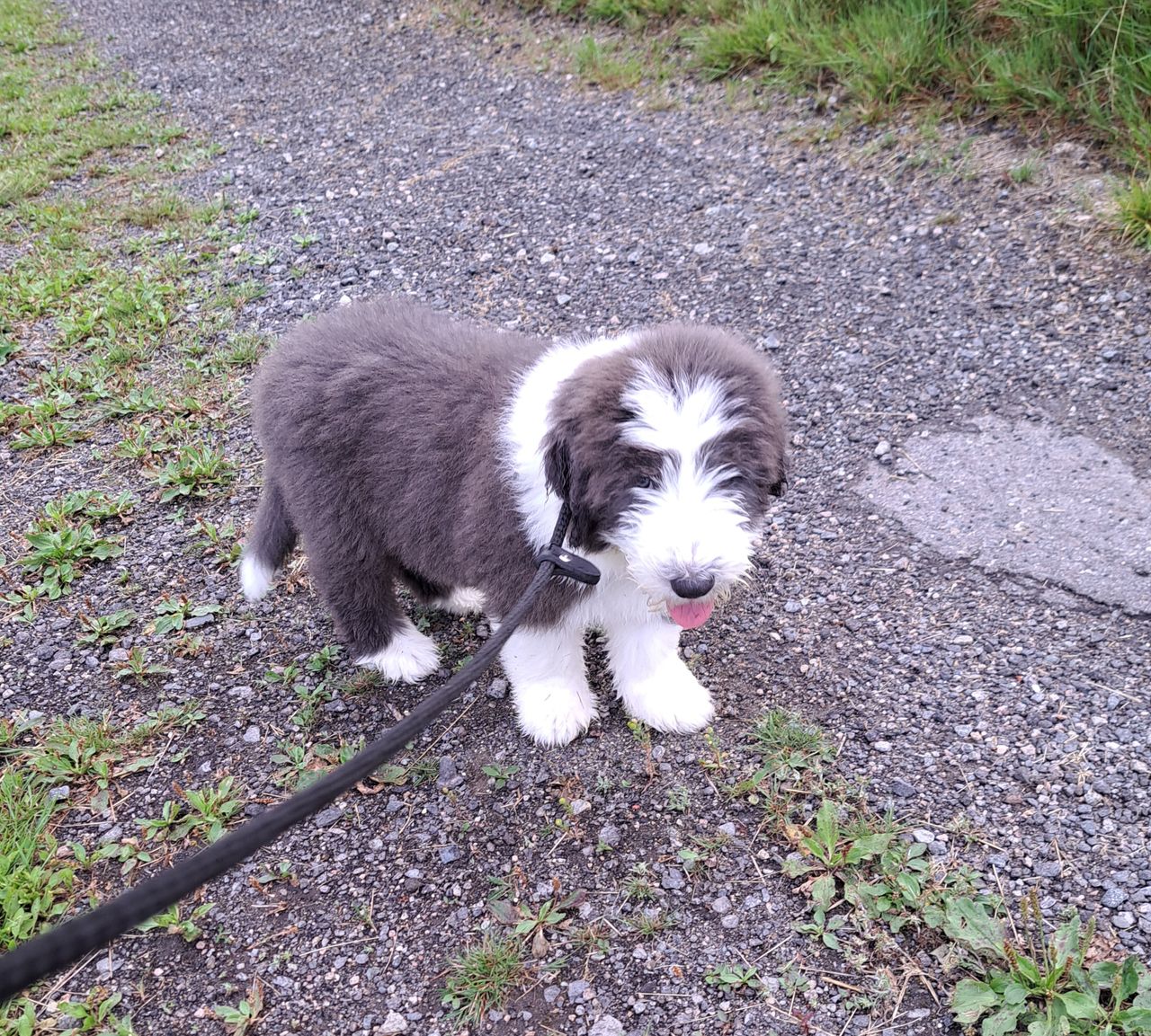Bearded collie