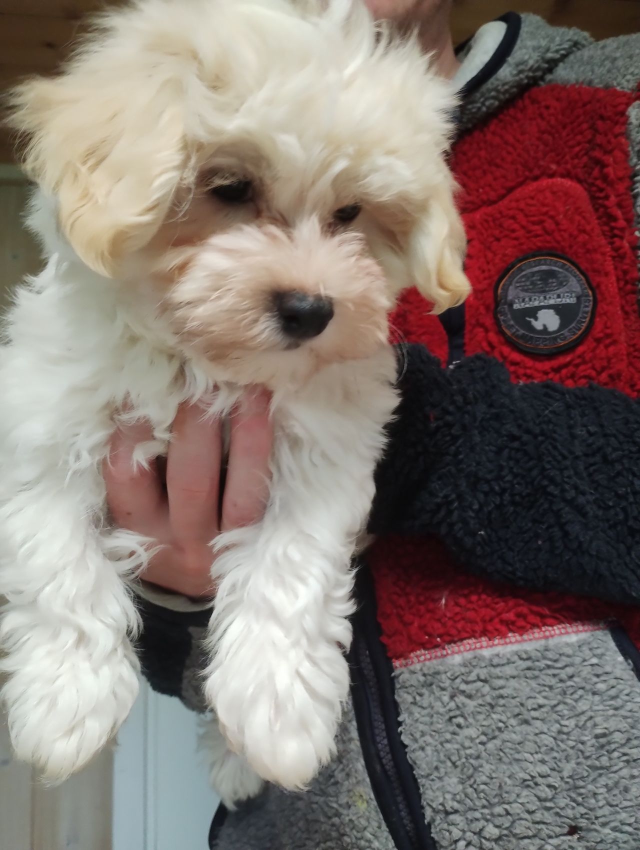 Bichon havanais