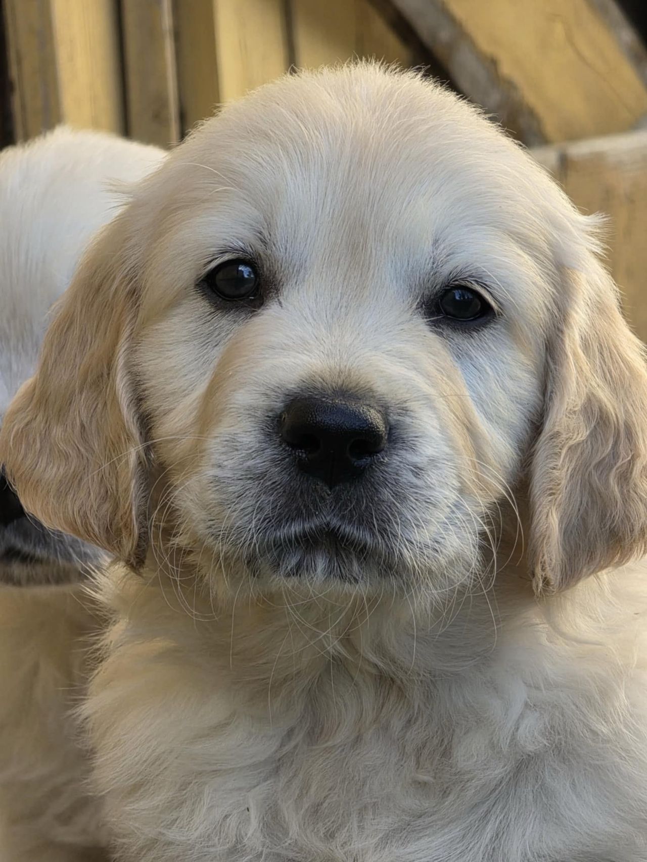 Golden retriever