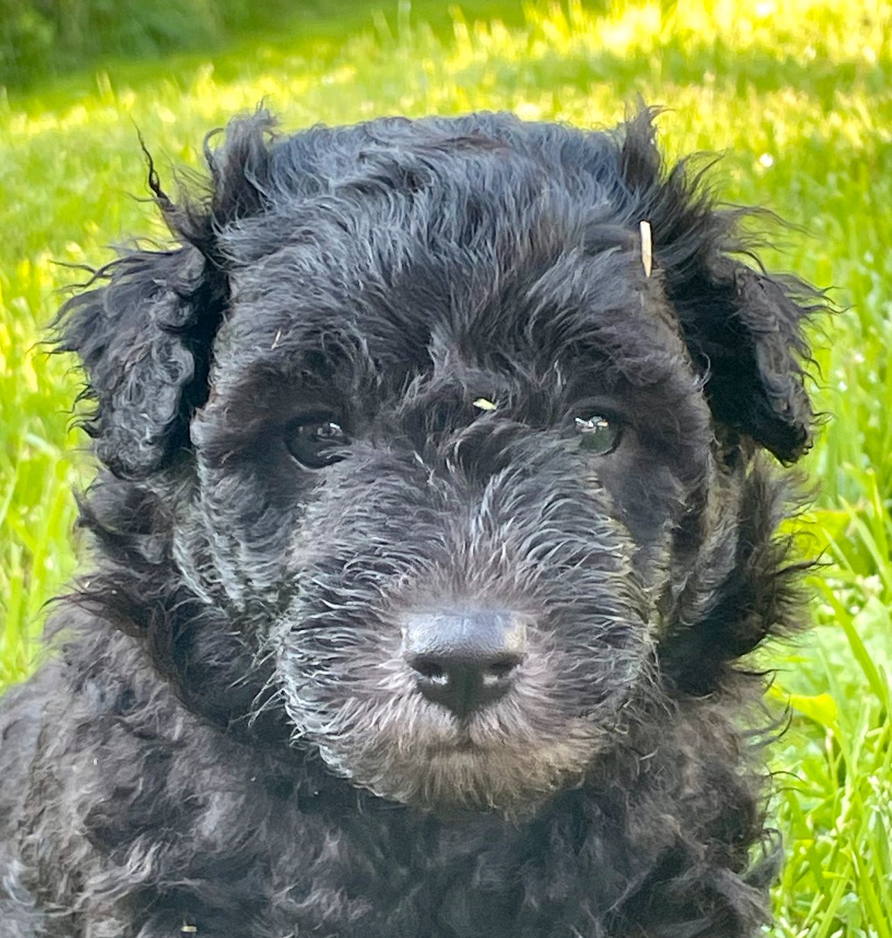 Pumi