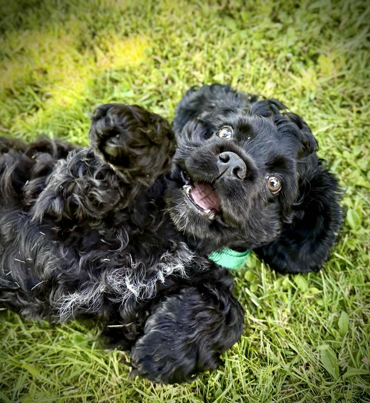 Amerikansk cocker spaniel
