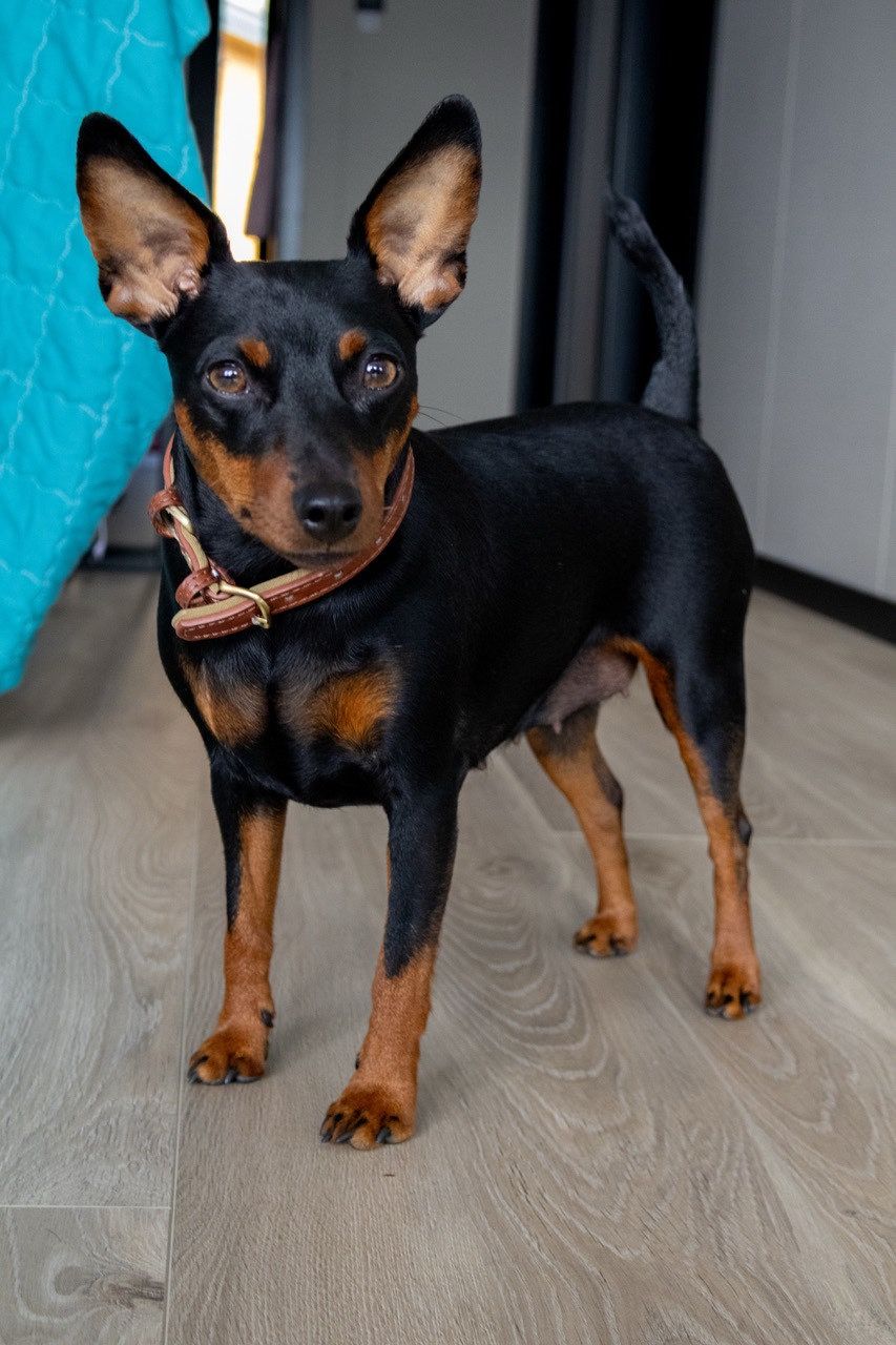 Dvergpinscher