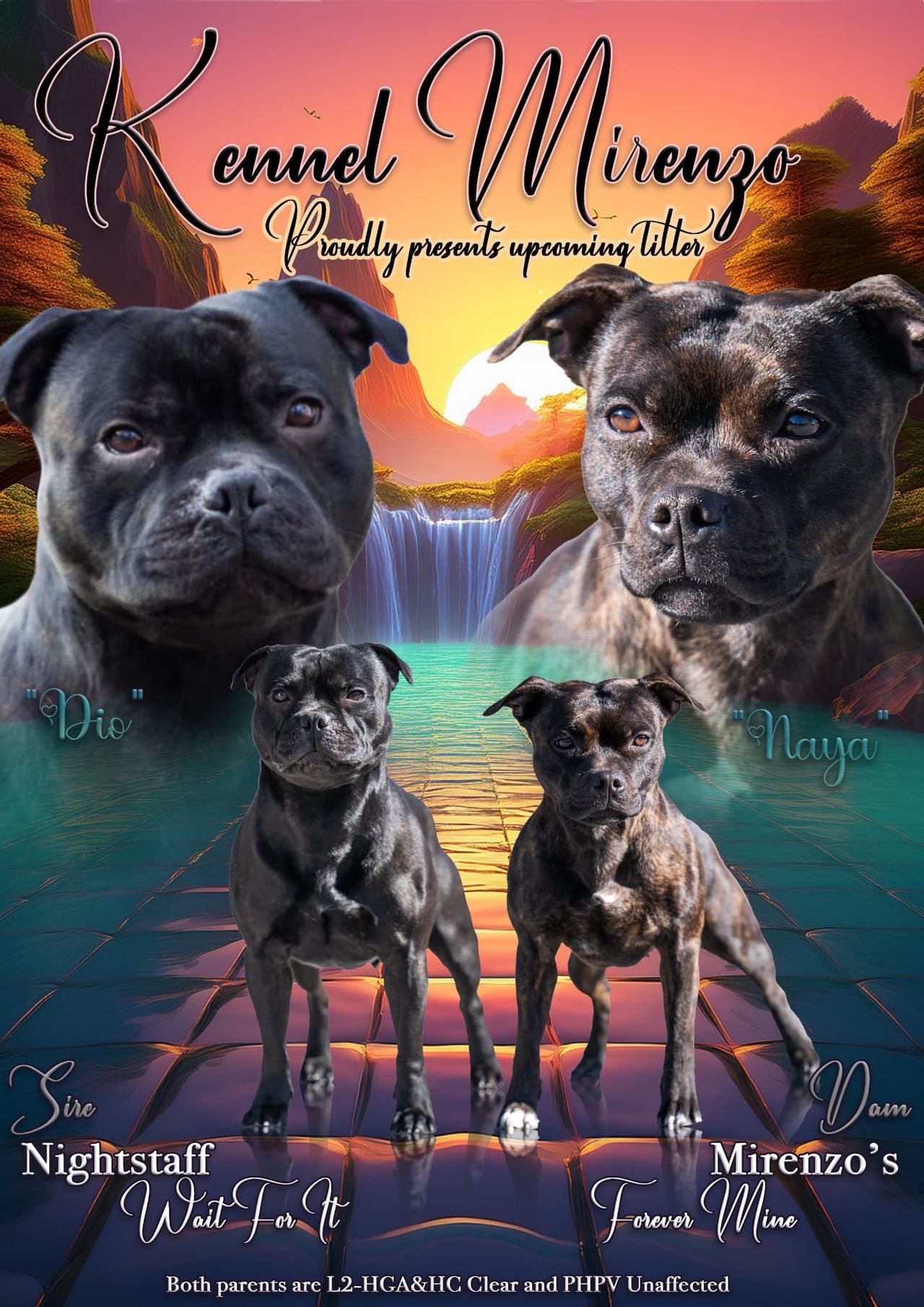 Staffordshire bull terrier