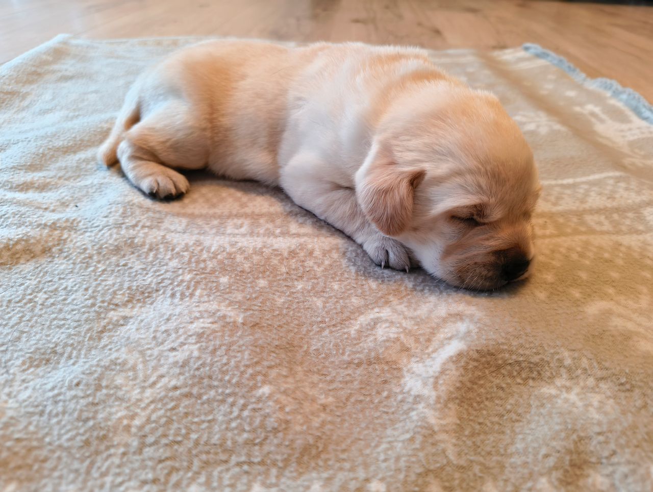 Labrador retriever