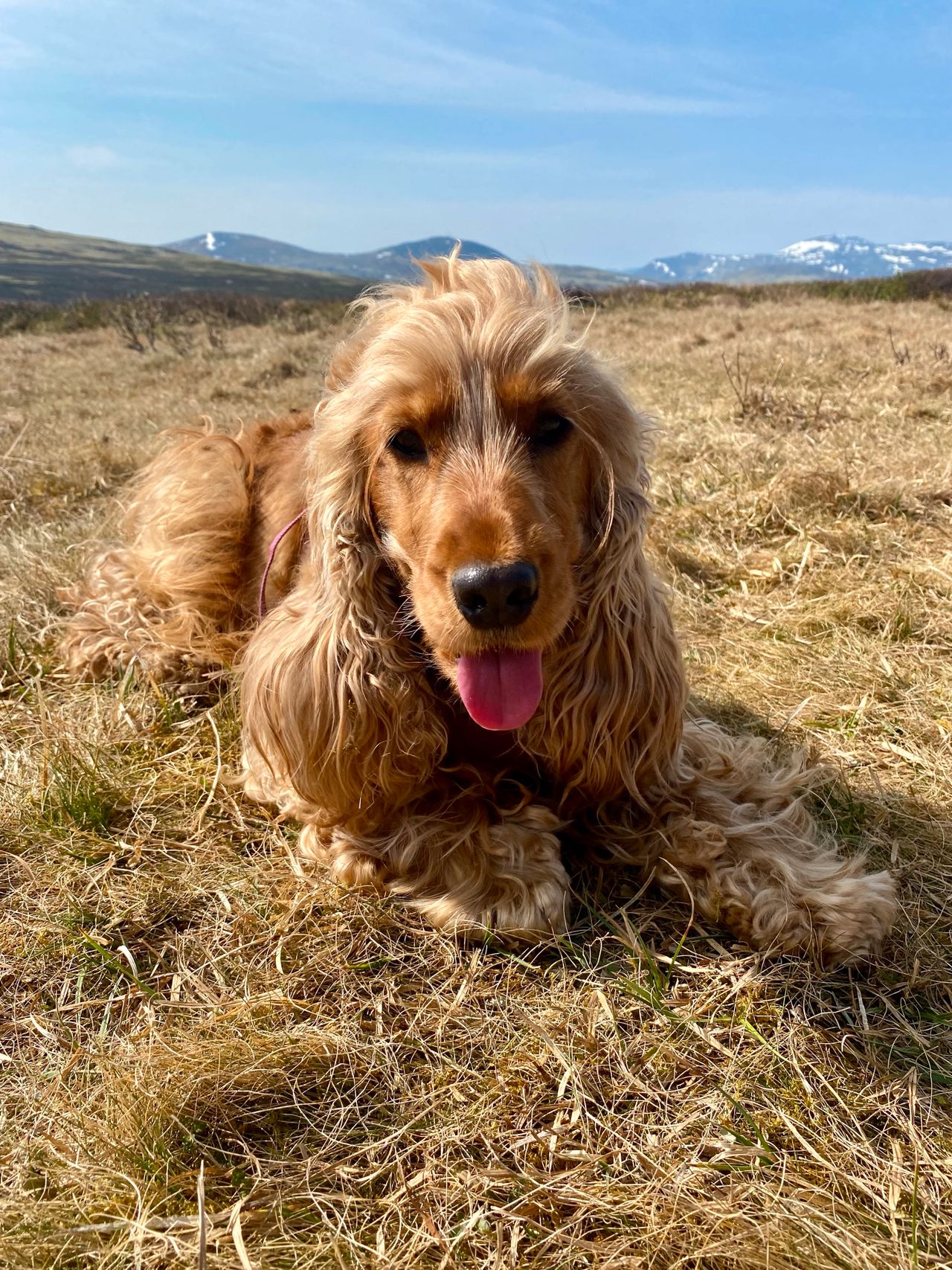 Cocker spaniel