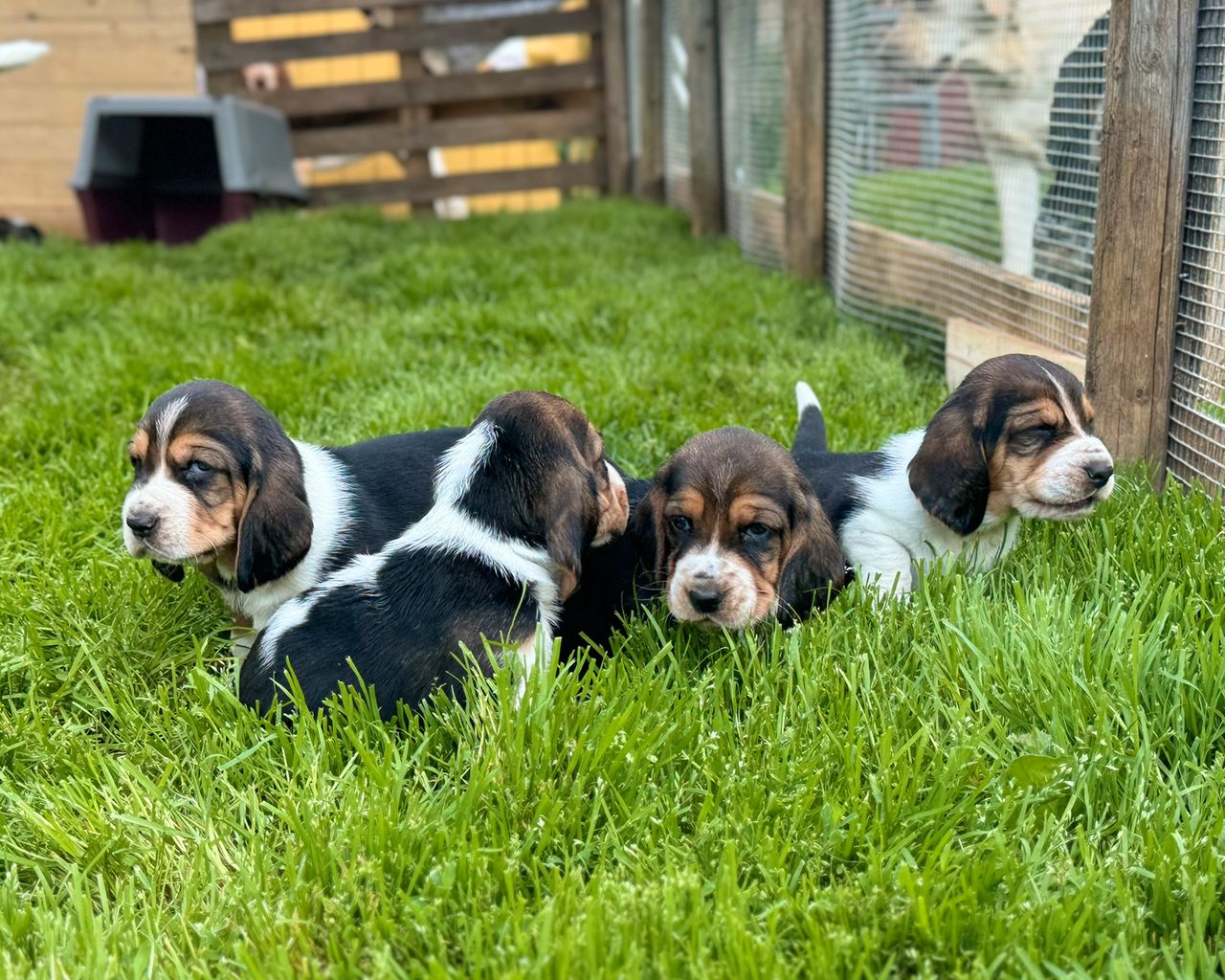 Basset hound