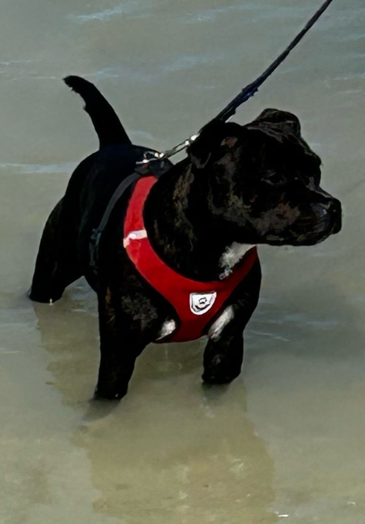 Staffordshire bull terrier