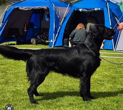 Flat coated retriever