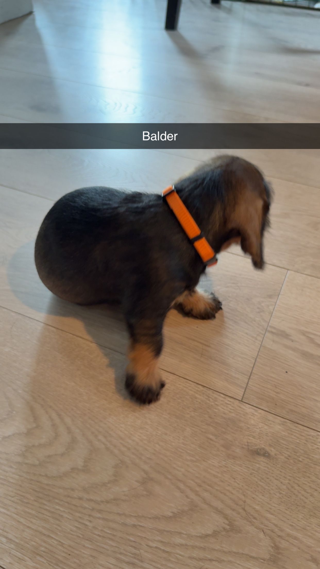 Dachshund strihåret