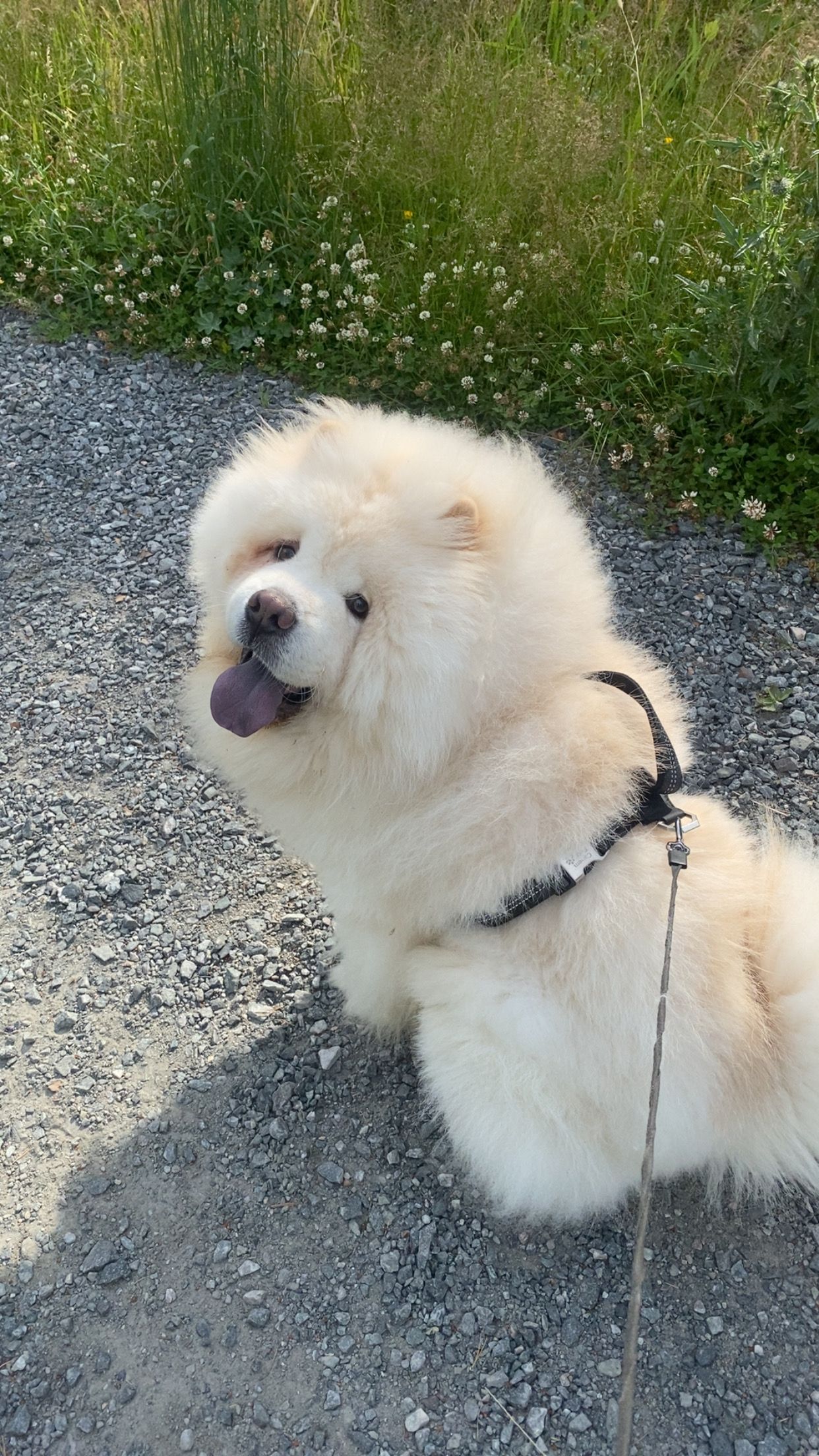 Chow chow