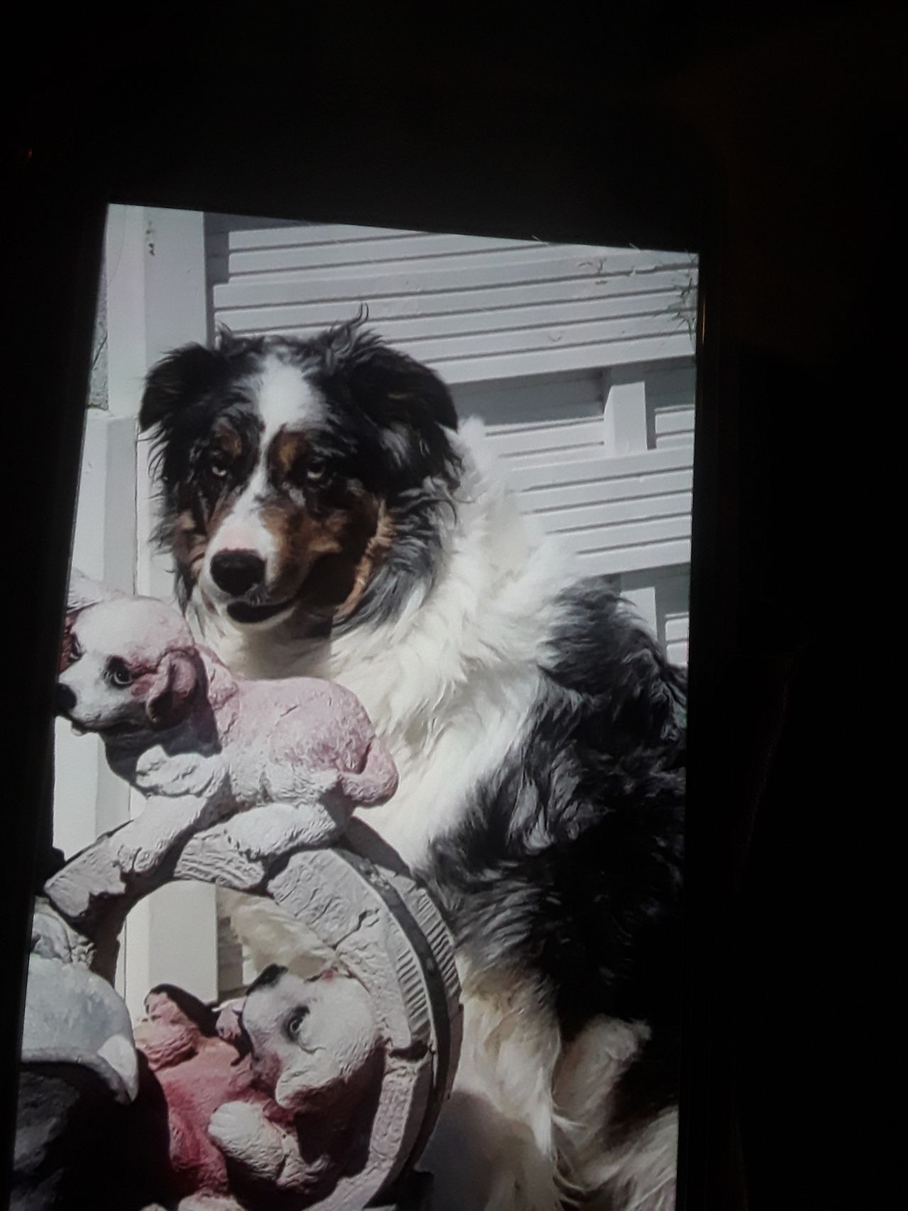Border collie