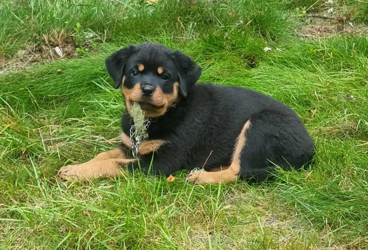 Rottweiler