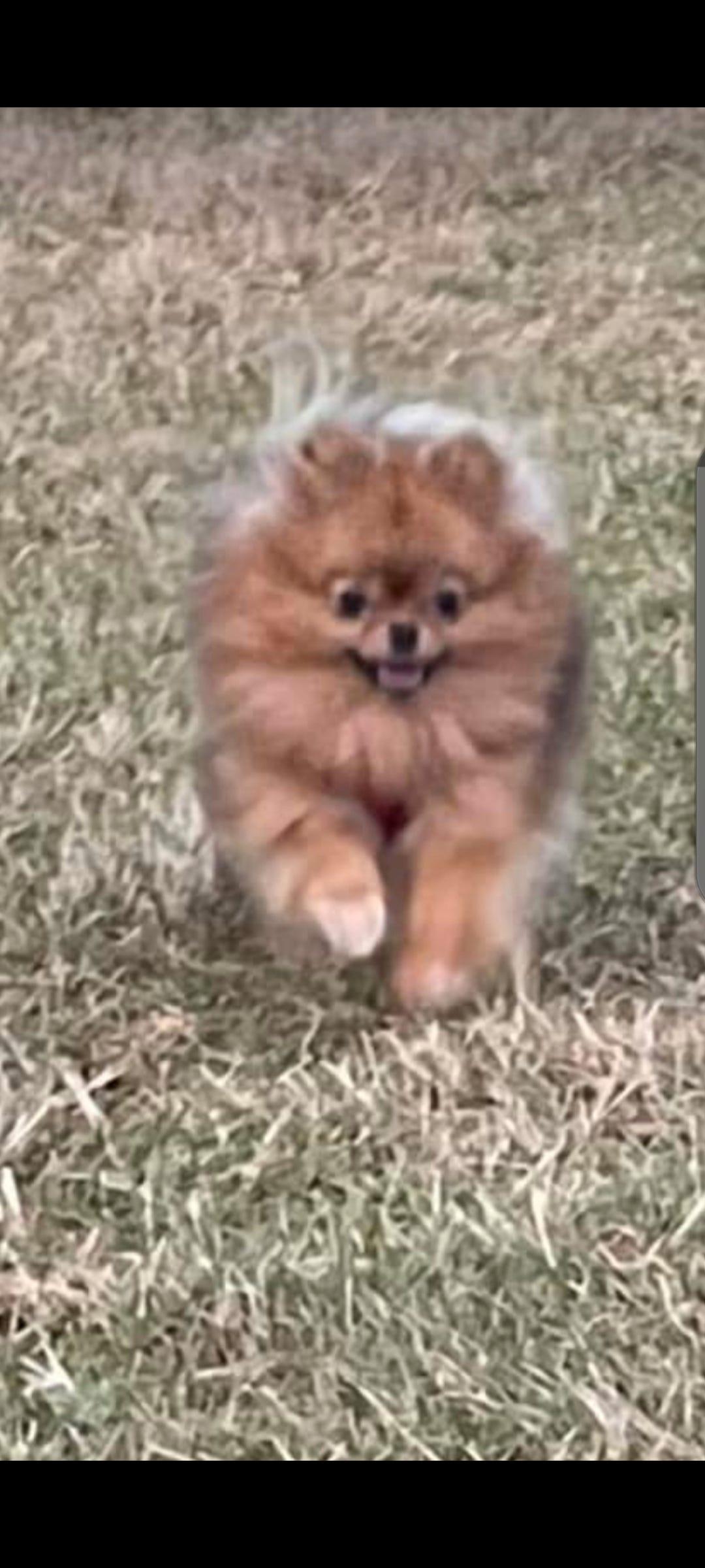 Pomeranian