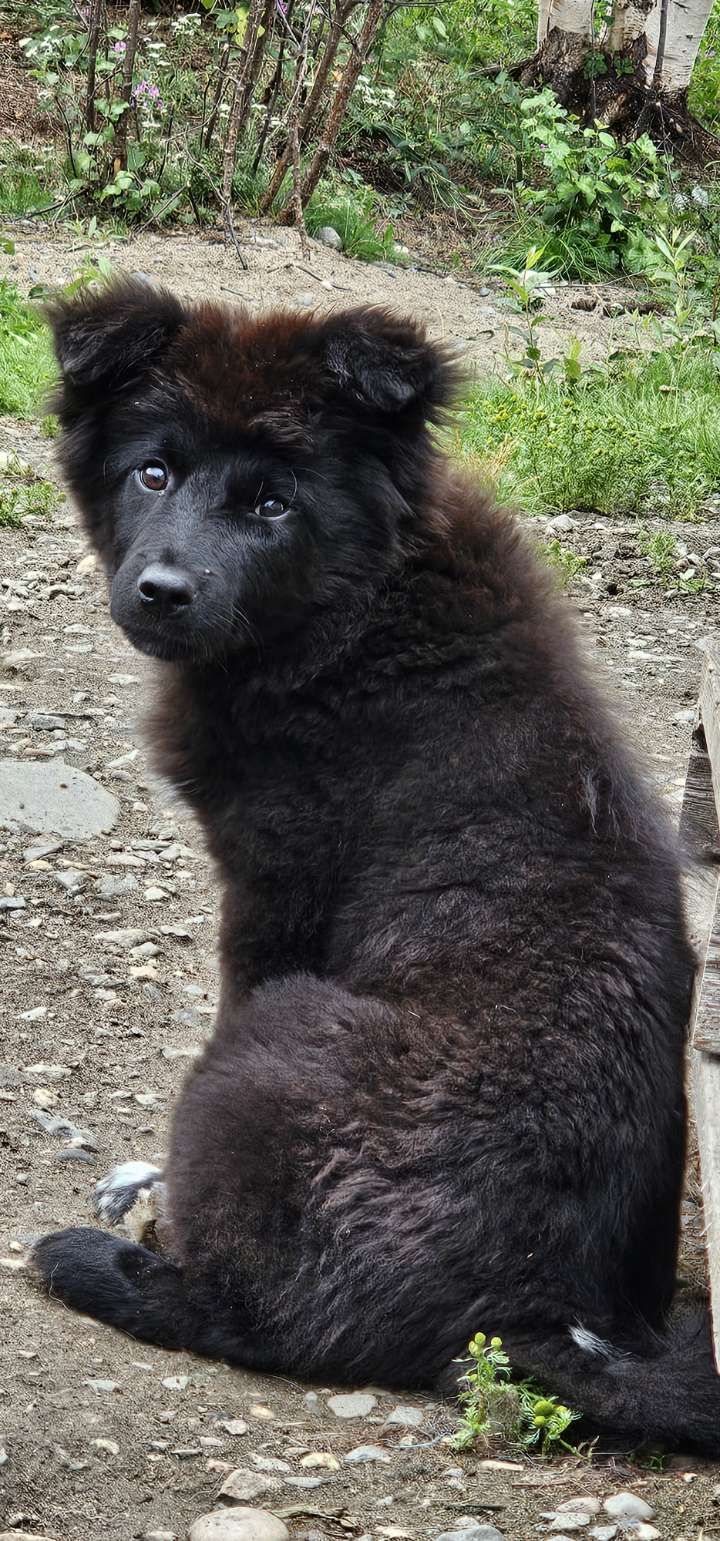Svensk lapphund