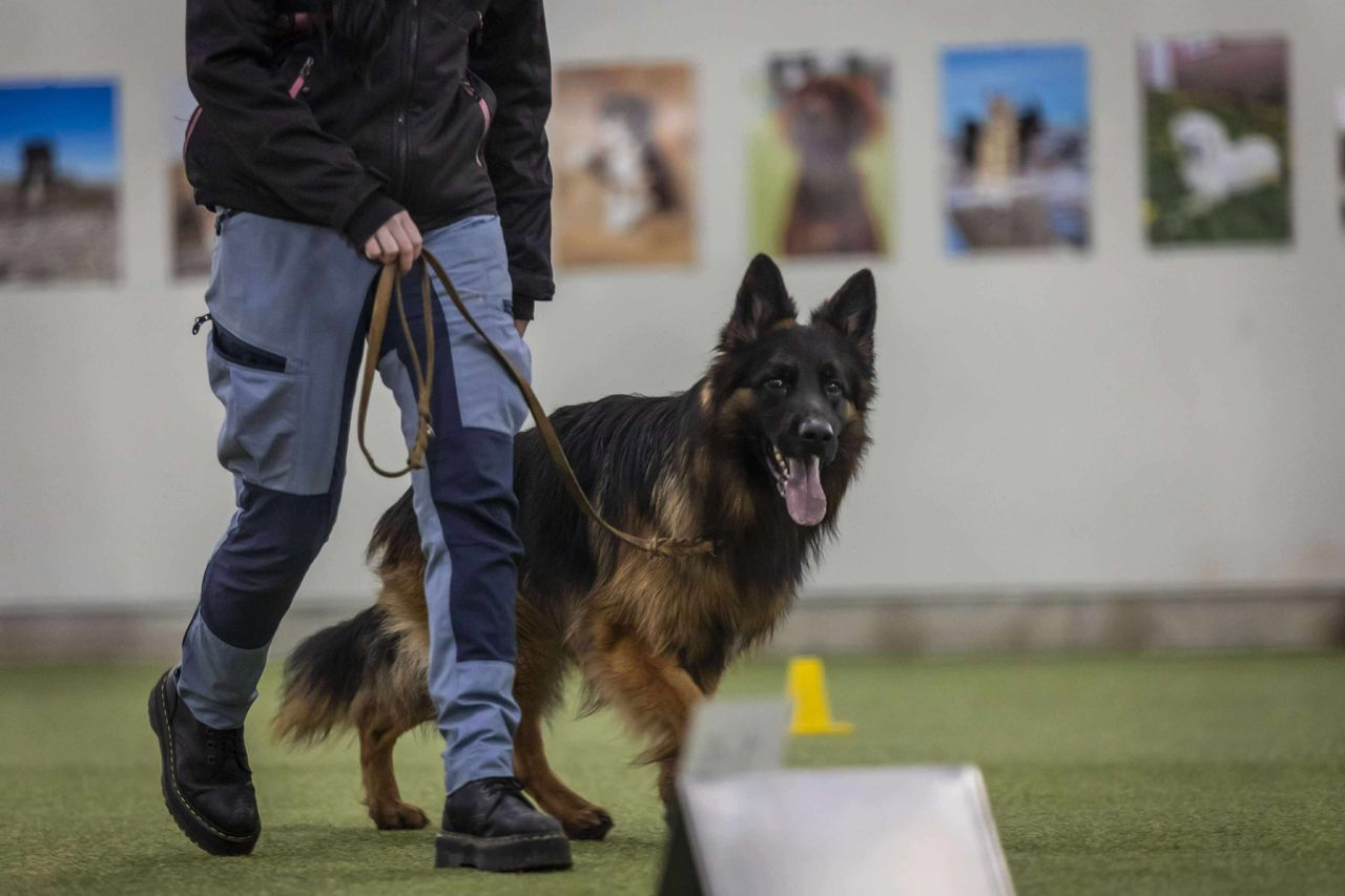 Schäferhund langhår