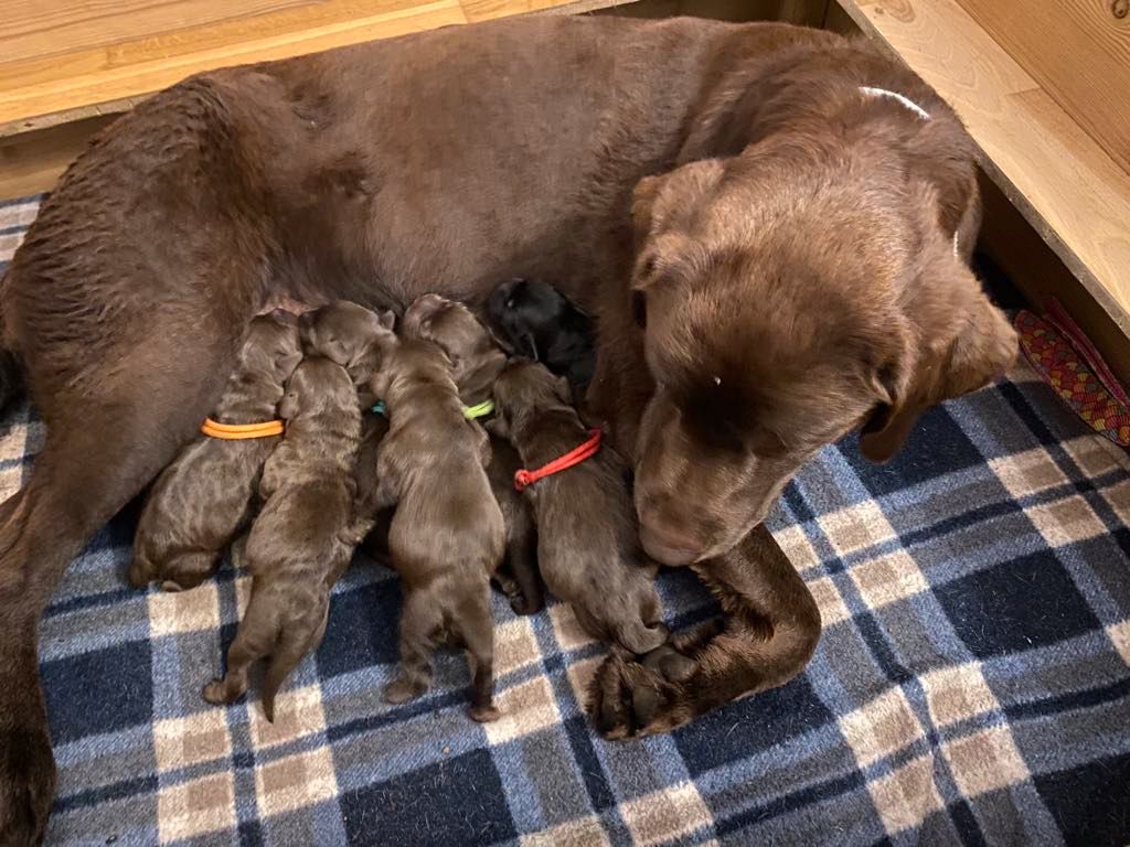 Labrador retriever
