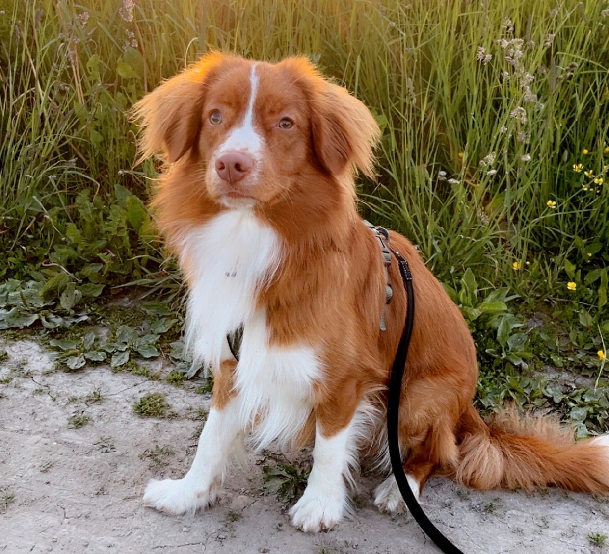 Nova scotia duck tolling retriever