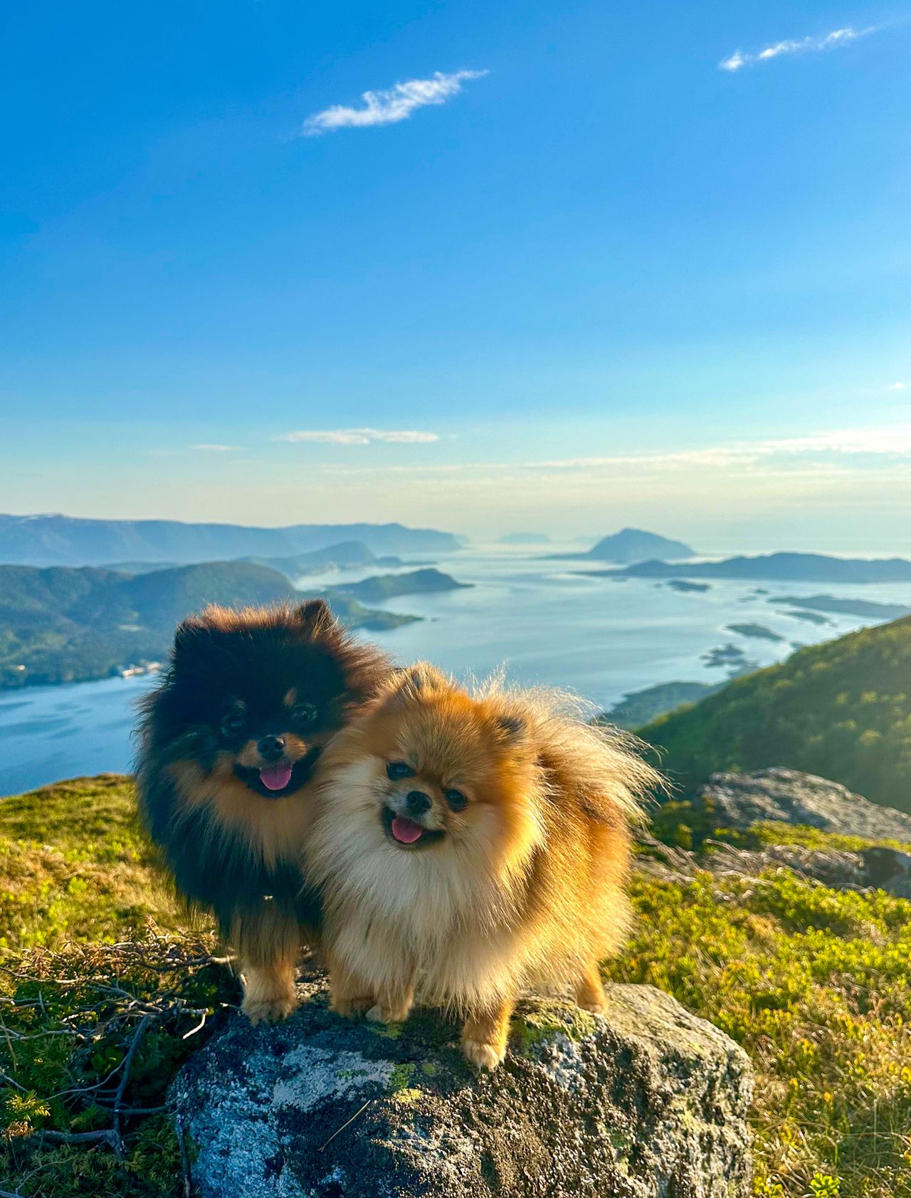 Pomeranian