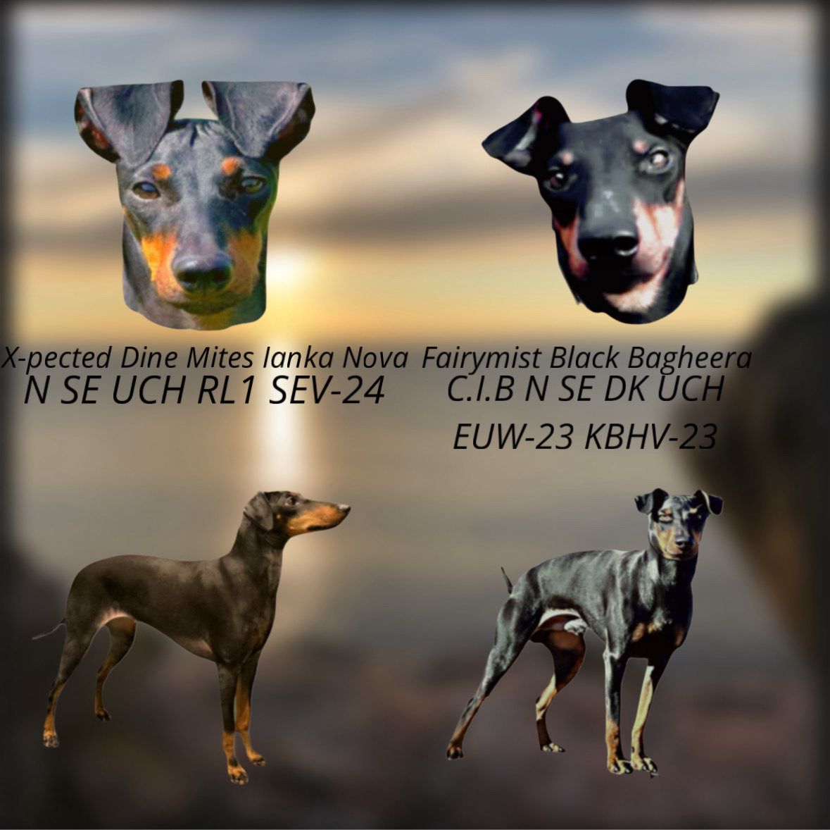 Manchester terrier