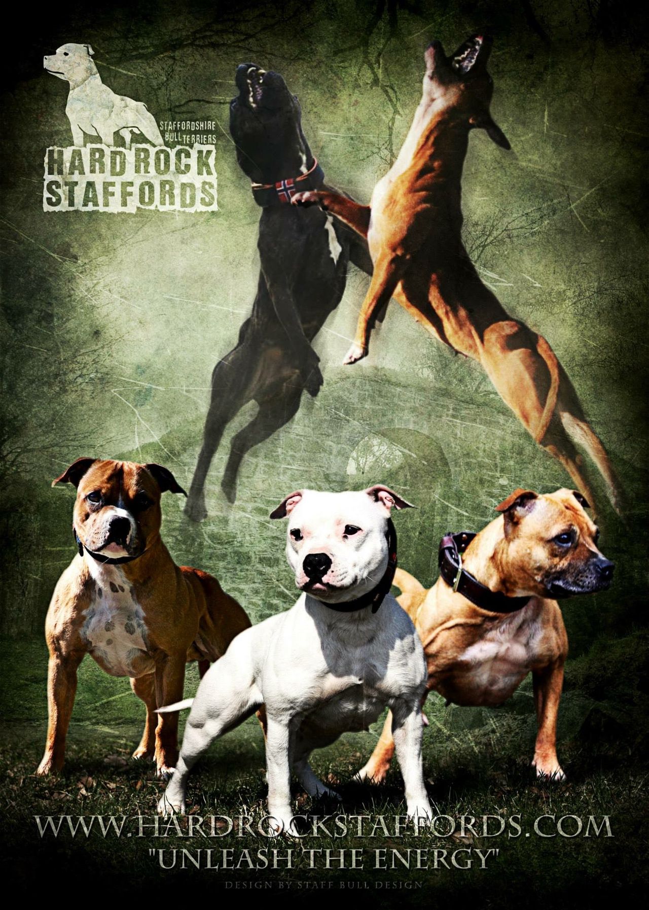 Staffordshire bull terrier