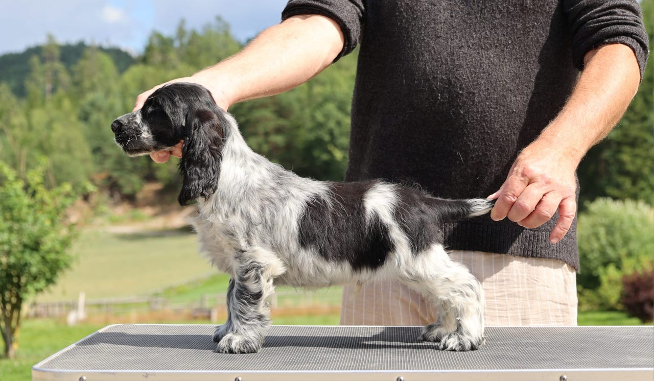 Cocker spaniel