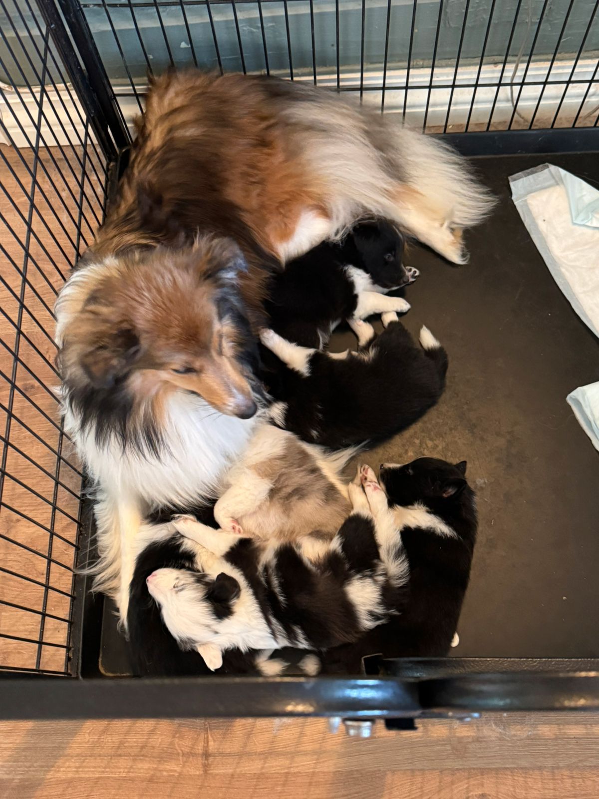 Shetland sheepdog