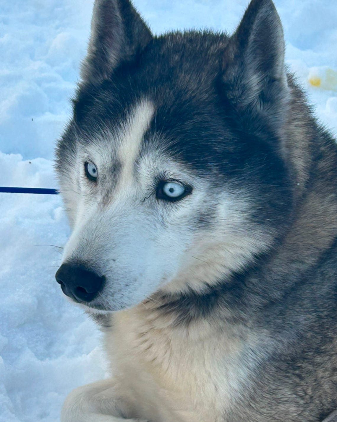Siberian husky