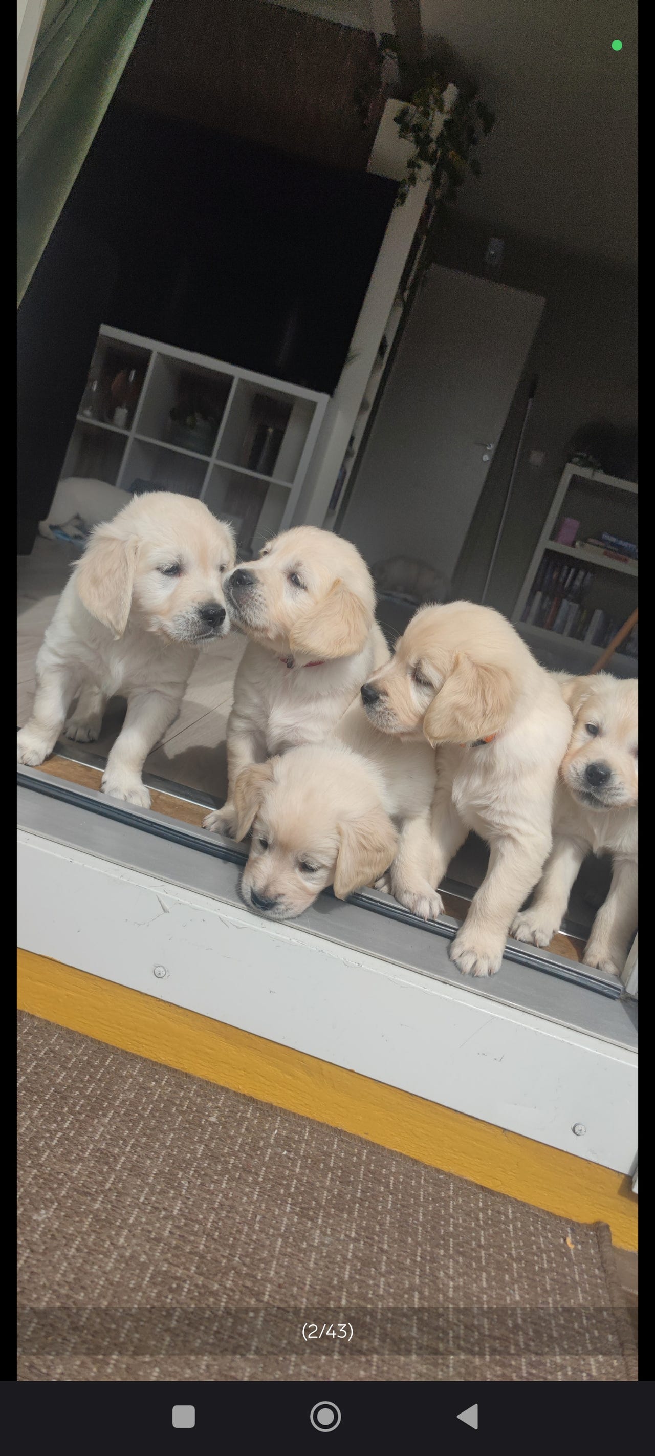 Golden retriever