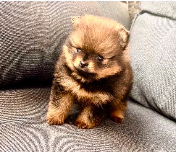 Pomeranian