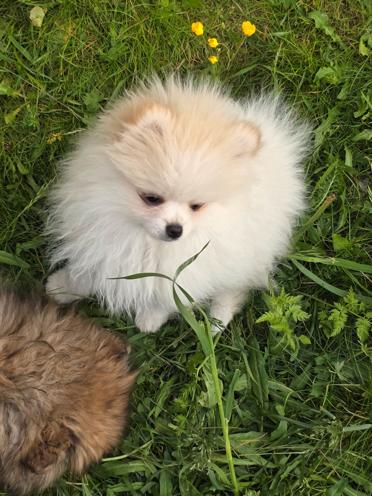 Pomeranian