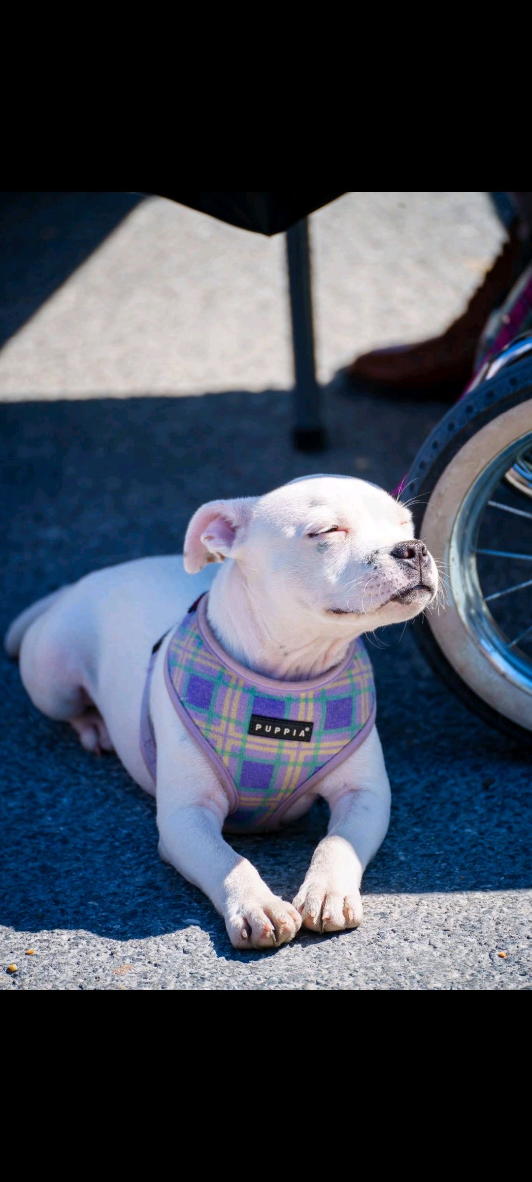 Staffordshire bull terrier