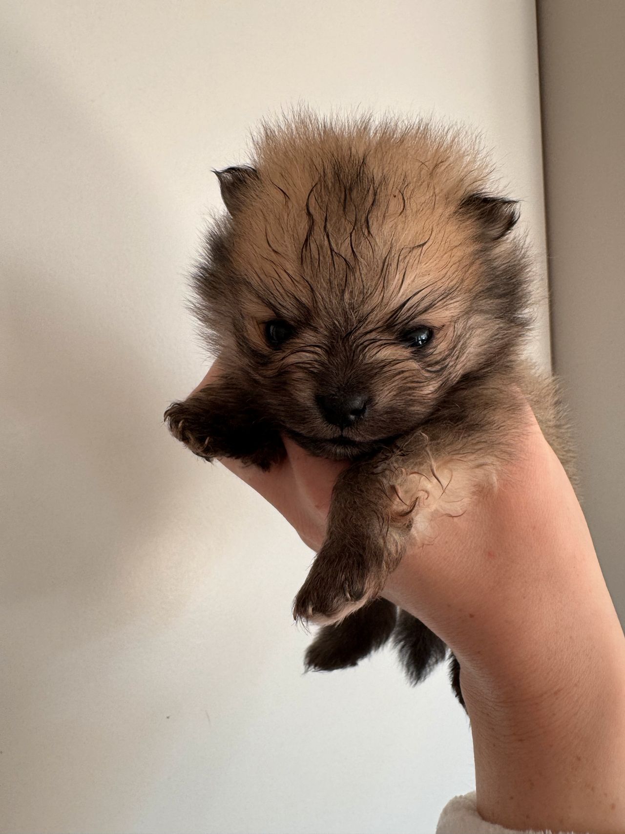 Pomeranian