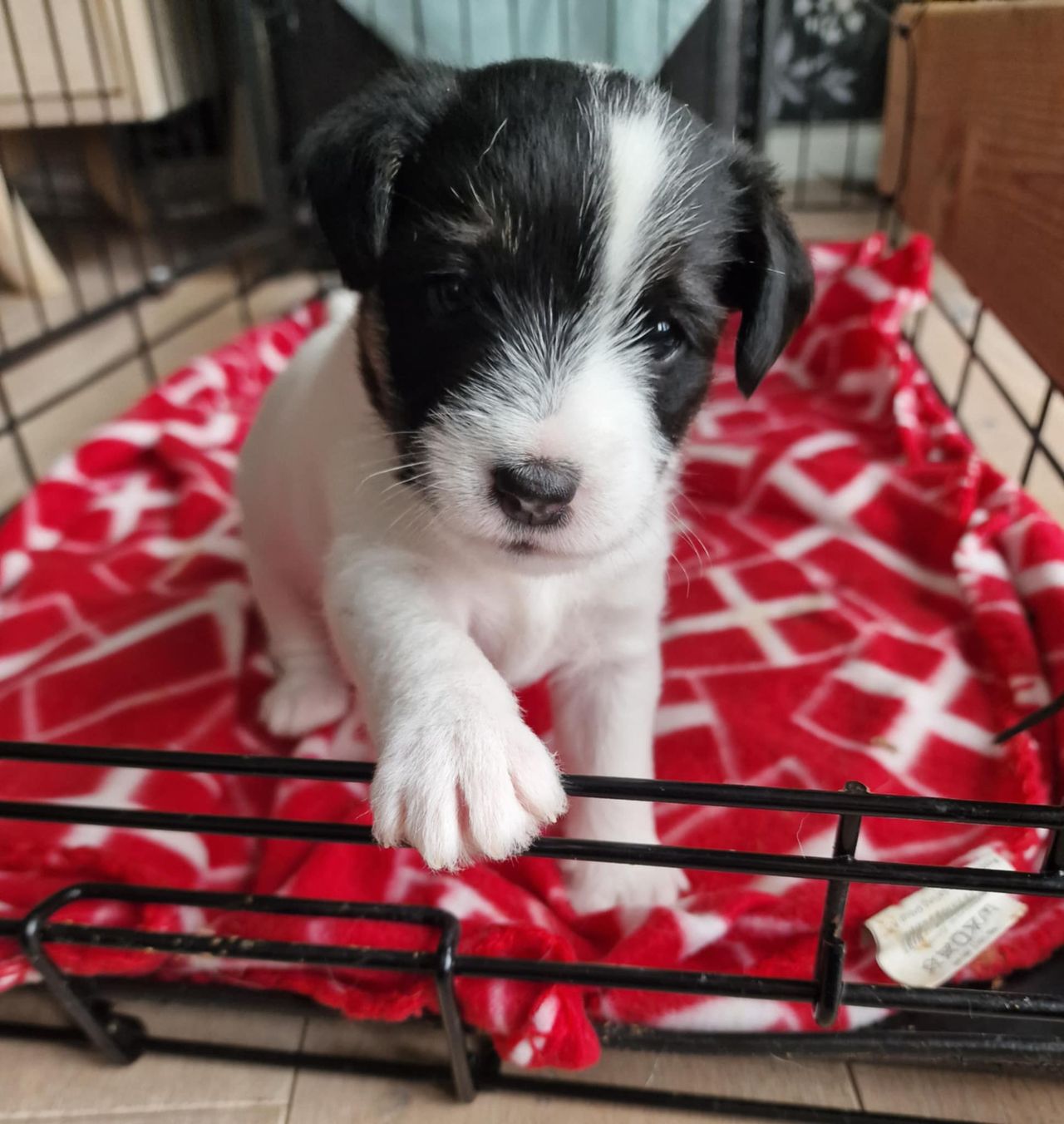 Parson russell terrier