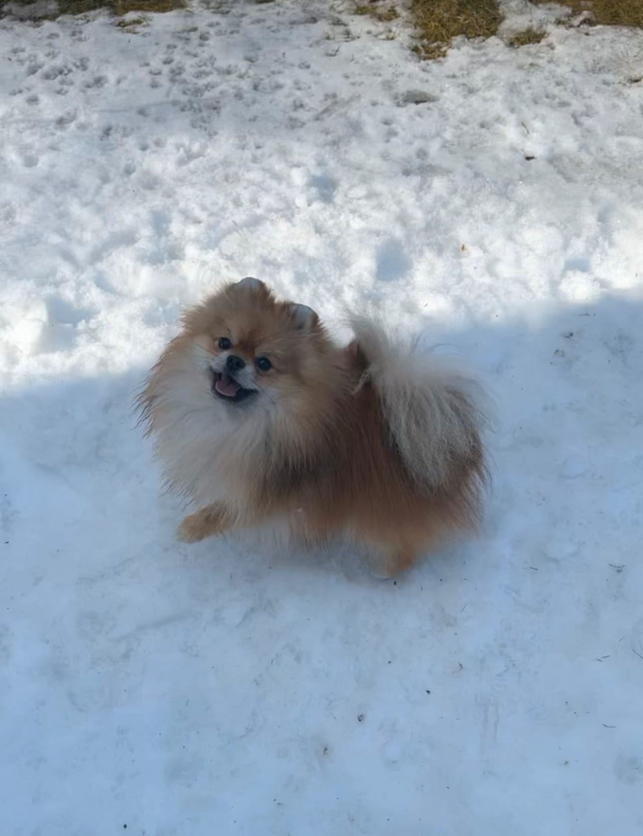 Pomeranian