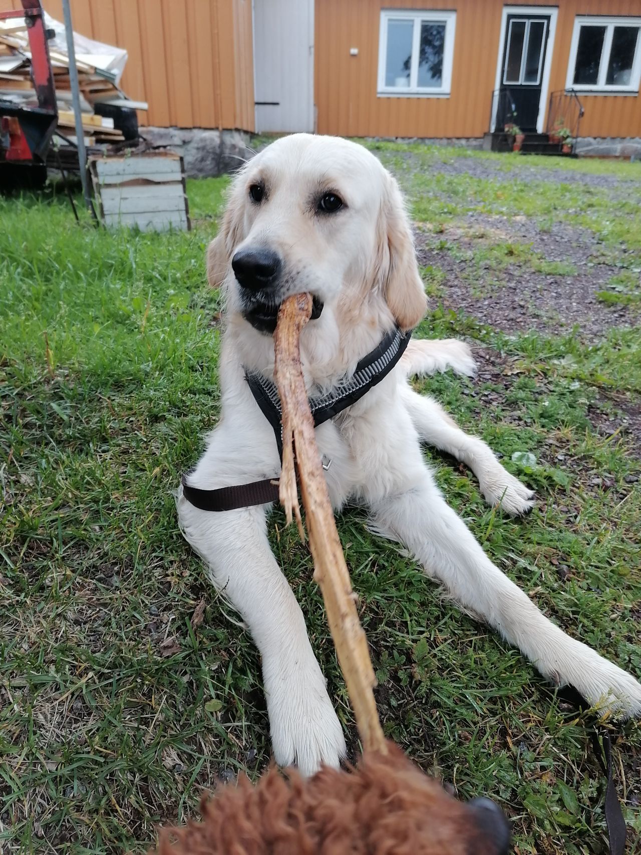 Golden retriever