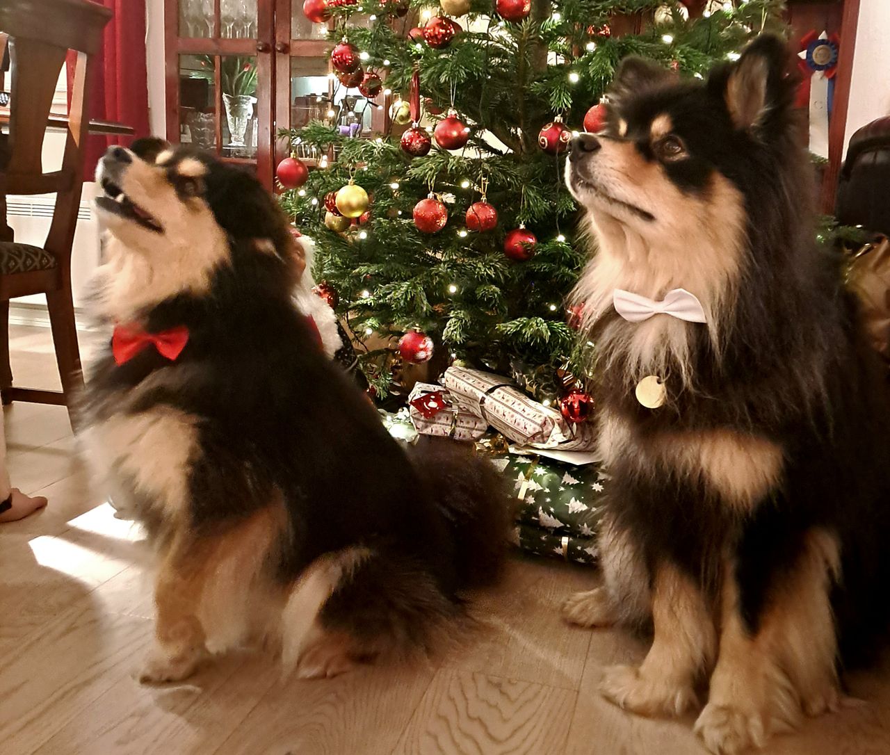 Finsk lapphund