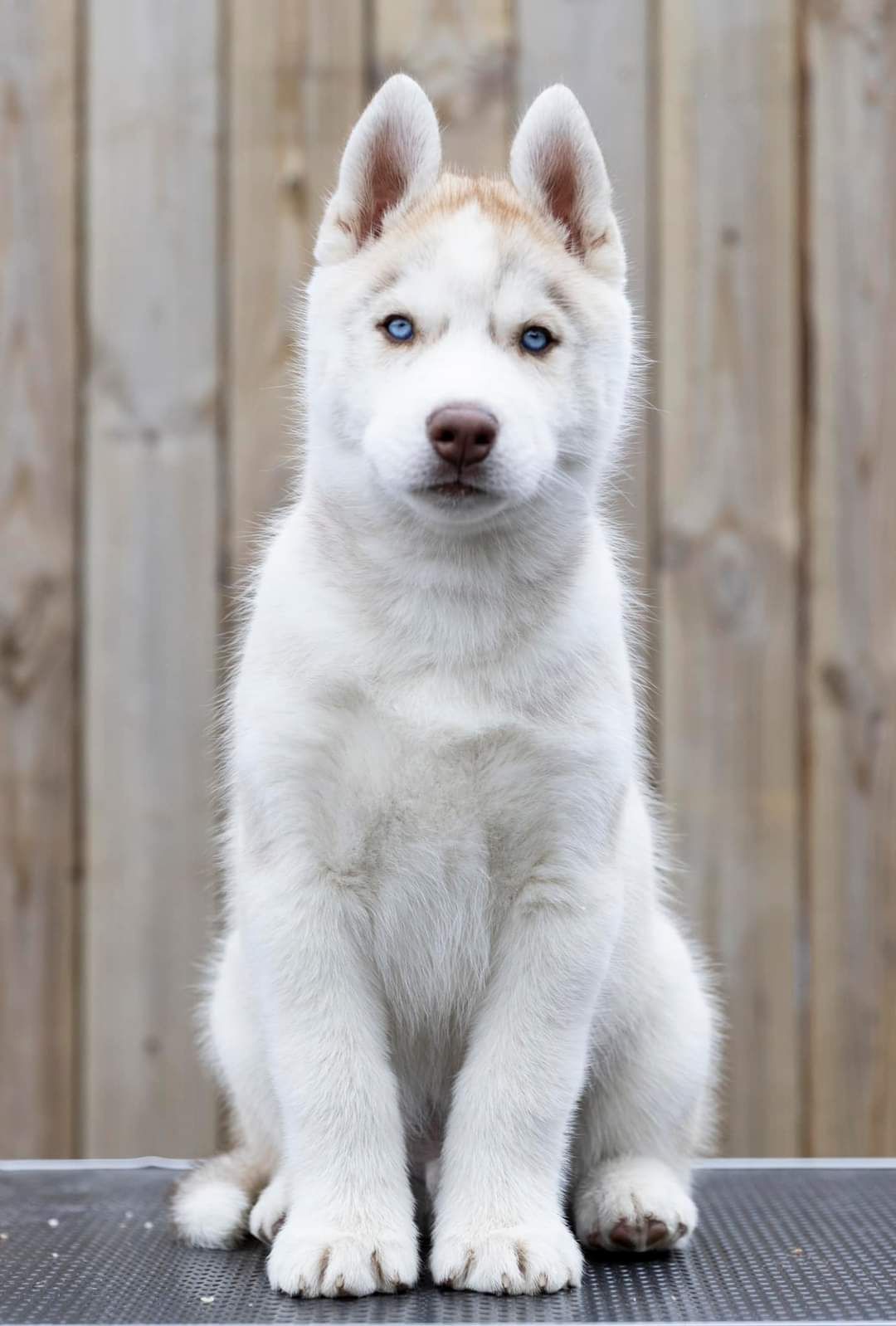 Siberian husky