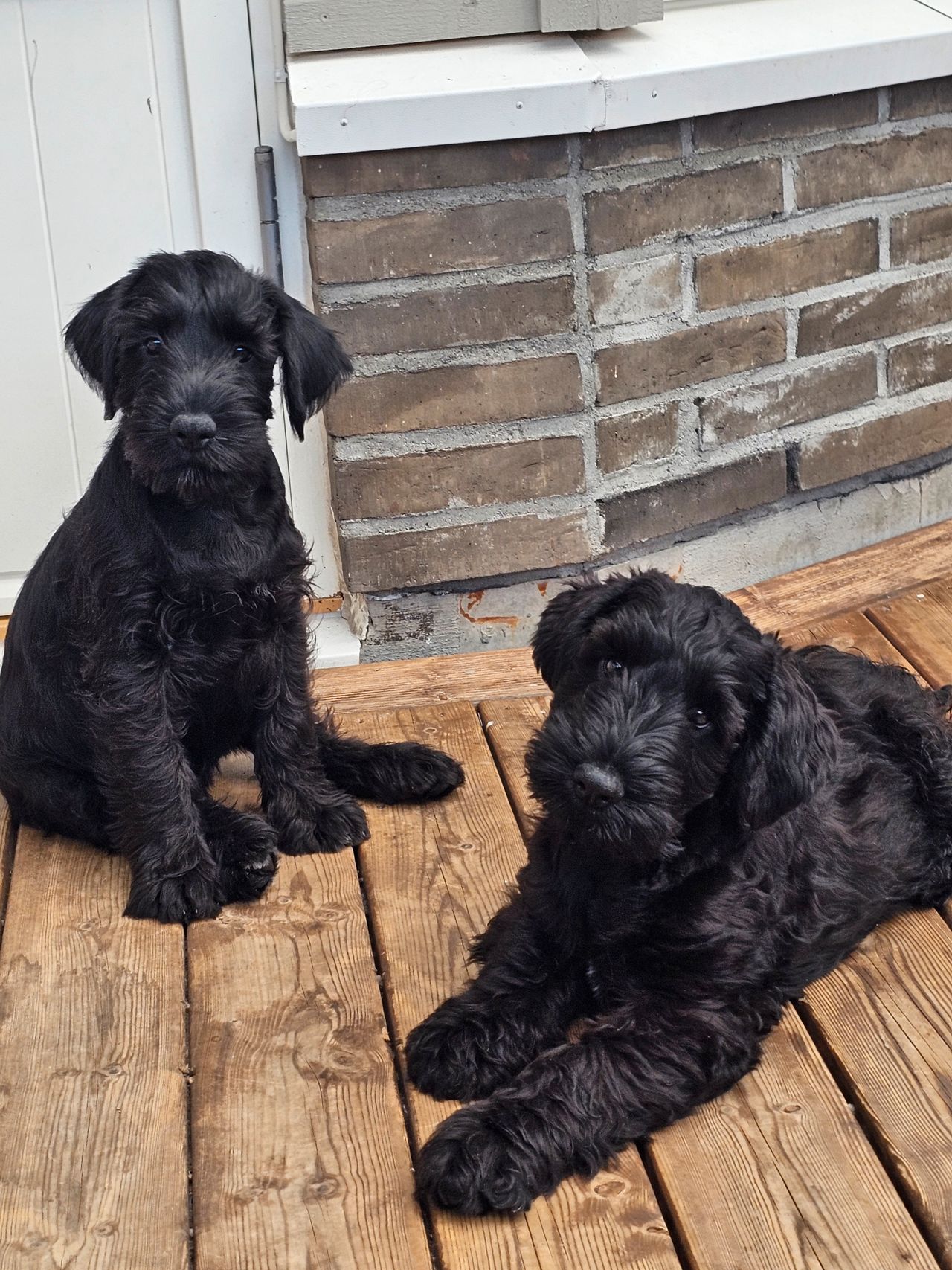 Schnauzer sort